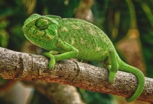 camaleon