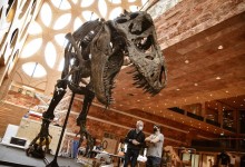 impresion 3d, impresoras 32d, imrpesion fósiles, impresion dinosaurios impresion 3d esqueleto trex t rex tinranosaurio tiranosaurus tiranosaurius
